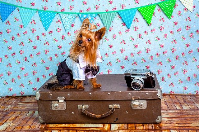 oblečený pes sedí na cestovním kufru
