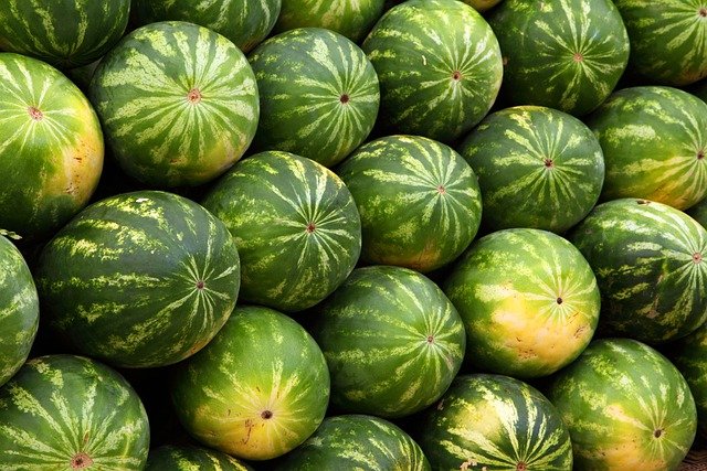 sklizeň melounů